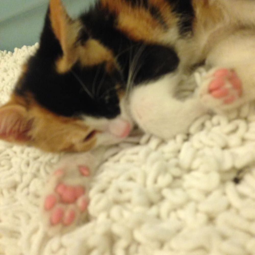 Meet your Posher, Deyvaness